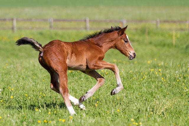 Les chevaux au sein de la ferme de maman