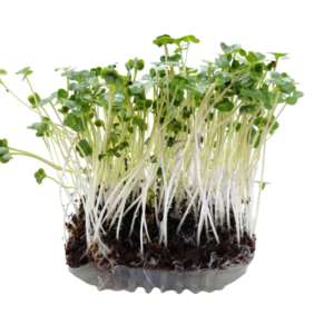 Chou brocoli