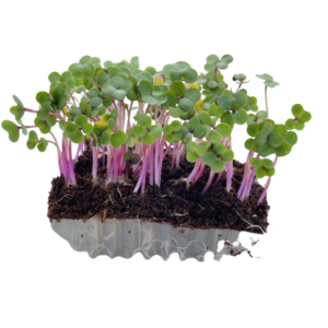 Chou kale