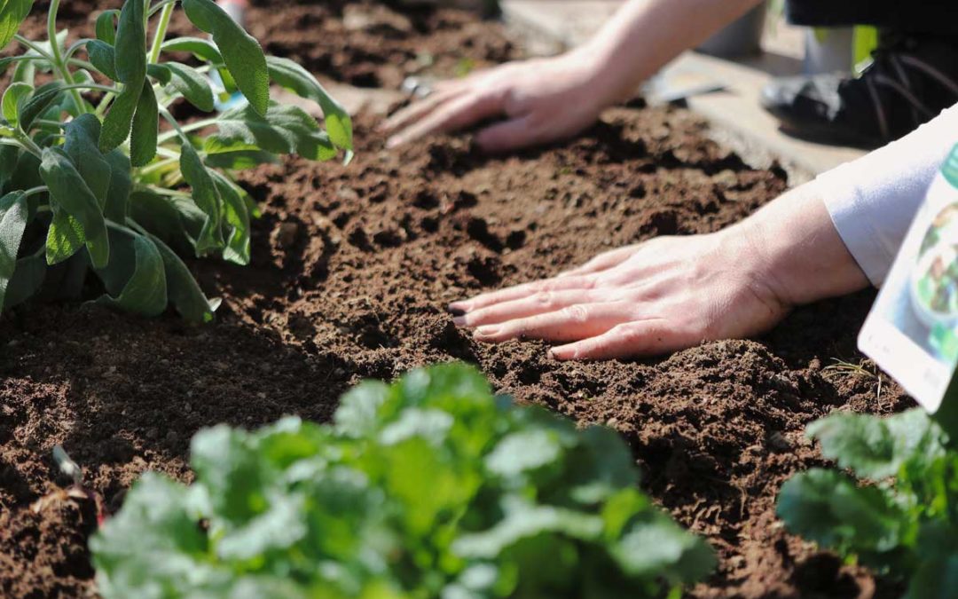 Engrais pour potager : quand et comment utiliser un engrais organique ?