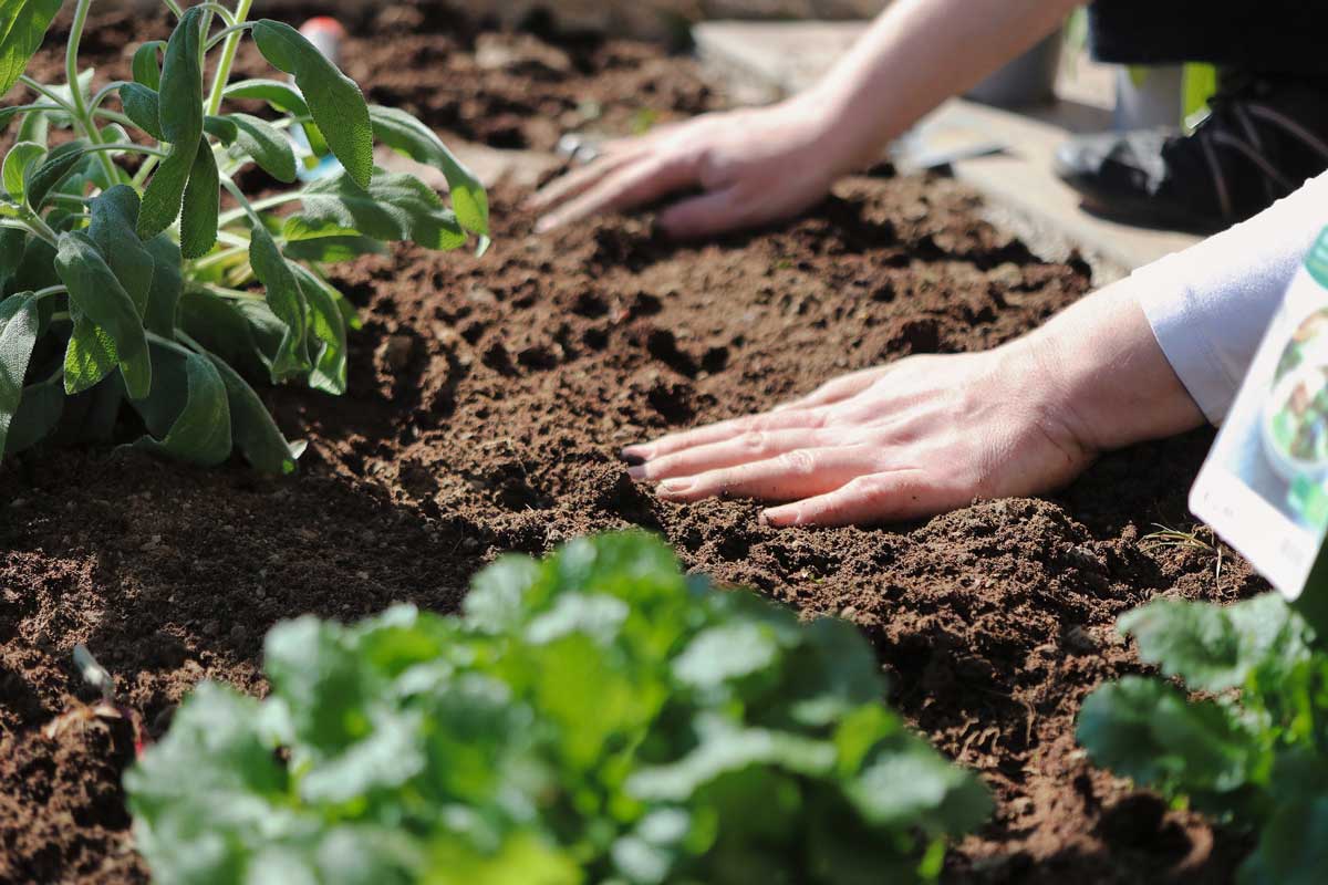 plante-engrais-organique-terre