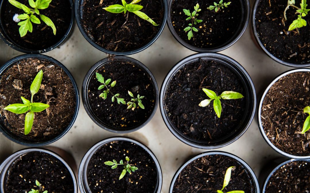 Engrais organique naturel et universel : pour votre potager, jardin et plantes