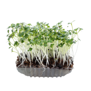 Roquette