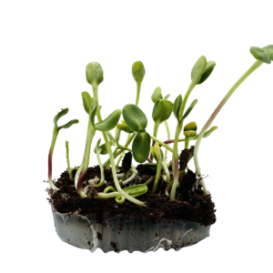 Tournesol