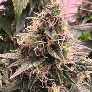 CBD Midwest