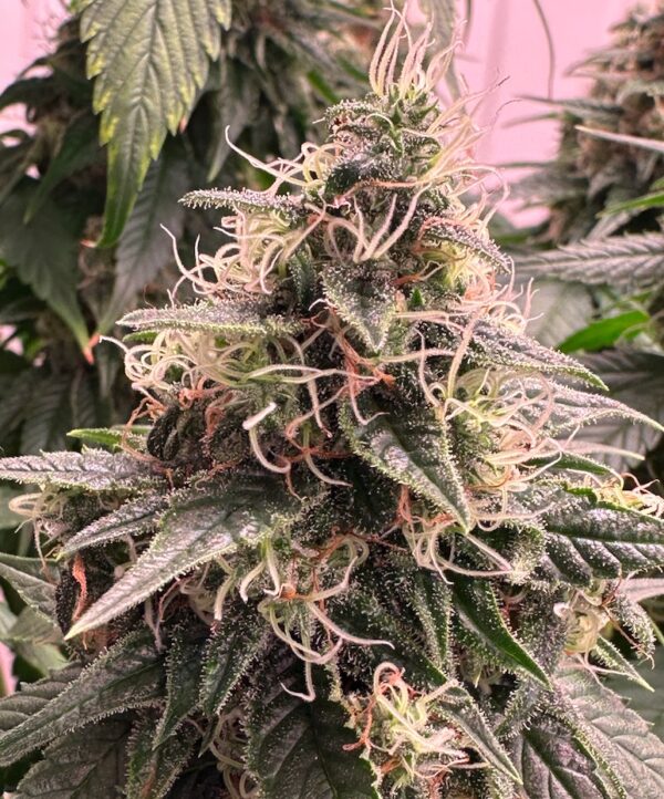 CBD Midwest