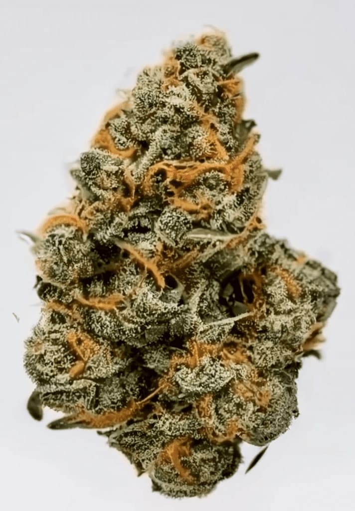 Cure de 8 jours Cannabigerol (CBG) pour animaux